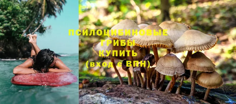 цены наркотик  Весьегонск  Псилоцибиновые грибы MAGIC MUSHROOMS 